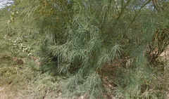 Parkinsonia aculeata
