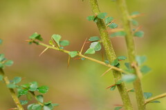 Coprosma quadrifida