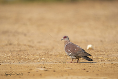 Columba guinea