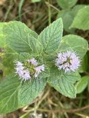 Mentha aquatica