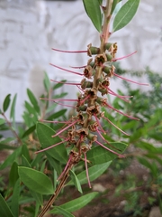 Callistemon
