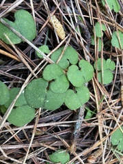 Corybas trilobus aggregate