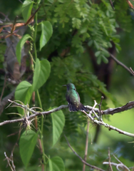 Chrysuronia leucogaster