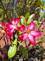 Adenium