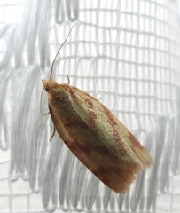 Clepsis pallidana
