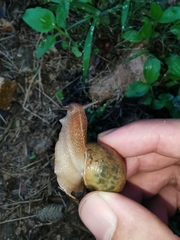 Acusta ravida