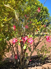 Adenium