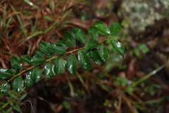 Maclura cochinchinensis
