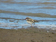 Elseyornis melanops