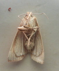 Mythimna