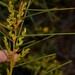 Acacia scirpifolia - Photo (c) Nick Lambert, some rights reserved (CC BY-NC-SA), uploaded by Nick Lambert