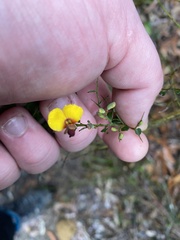 Bossiaea