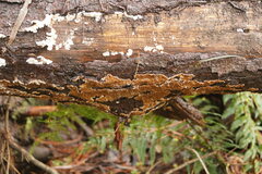 Serpula himantioides