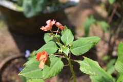 Impatiens