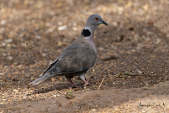 Streptopelia decipiens