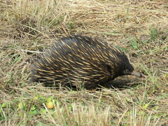 Tachyglossus aculeatus