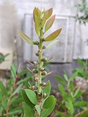 Callistemon