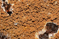 Serpula himantioides