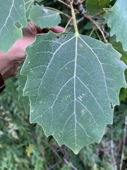 Populus grandidentata