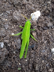 Anacridium aegyptium