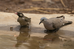Turtur abyssinicus