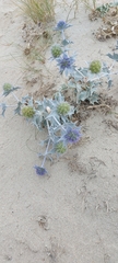 Eryngium maritimum
