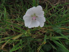 Malva alcea