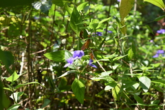 Acanthaceae