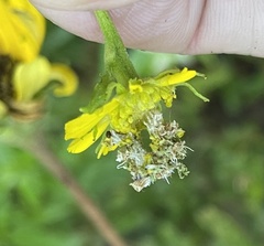 Synchlora aerata