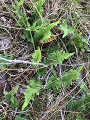 Polypodium vulgare