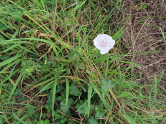 Malva alcea
