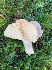 Lactarius trivialis