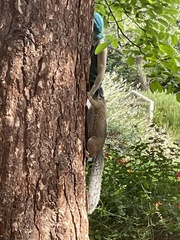 Sciurus carolinensis