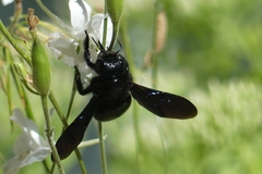 Xylocopa violacea