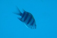 Abudefduf vaigiensis