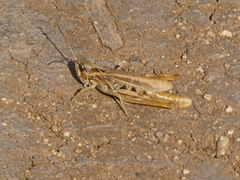 Chorthippus apricarius