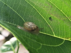 Helicarionoidea