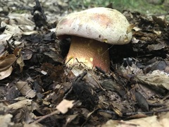 Rubroboletus