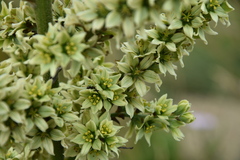 Veratrum album