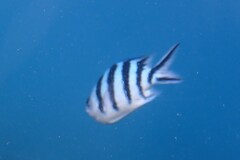 Abudefduf sexfasciatus