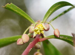 Tasmannia lanceolata
