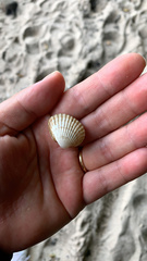 Cardiidae