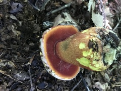Rubroboletus