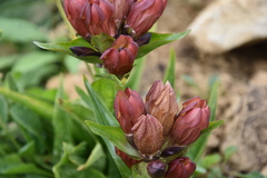 Gentiana purpurea