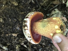 Rubroboletus