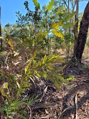 Bossiaea bossiaeoides