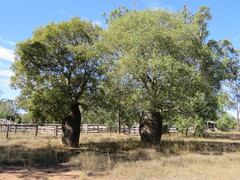 Brachychiton rupestris