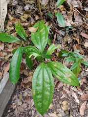 Smilax megacarpa