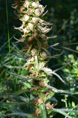 Campanula thyrsoides