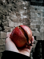Punica granatum